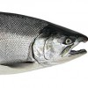 Silver salmon