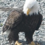 Photo of an American Bald Eagle at our campground in Ninilchik, AK