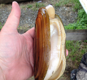 clamming trips Ninilchik Alaska