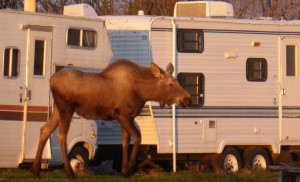 A moose decides it'd like to take a stroll through the campground on this beautiful night.