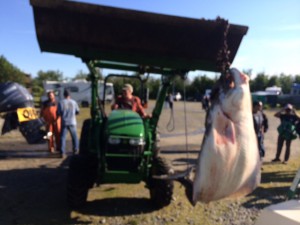 Now this is the way to hang up a Halibut!