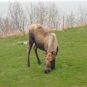 Another photo of the young bull moose eating grass in our campground in May, 2012.