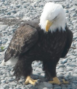 Photo of an American Bald Eagle at our campground in Ninilchik, AK