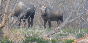 Our own personal eco lawn mowers at work...