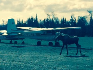 Moose at Airport