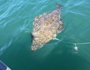 5-26-2016 Solo halibut