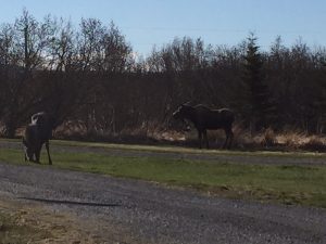Two Moose Visit Camp