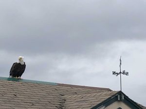 Our Ninilchik campground has lots of wildlife nearby.