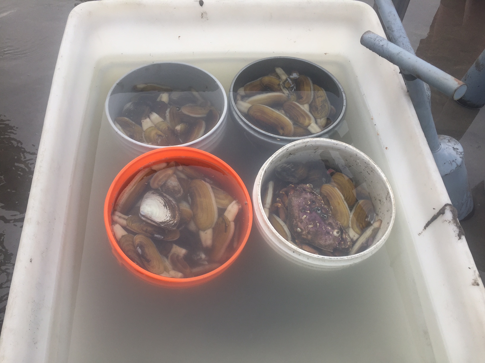 Clams in buckets