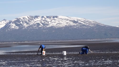 Two people clamming on the shore with white buckets