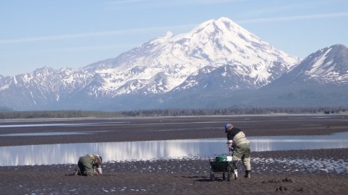 Two people clamming on the shore with a mountain in the background