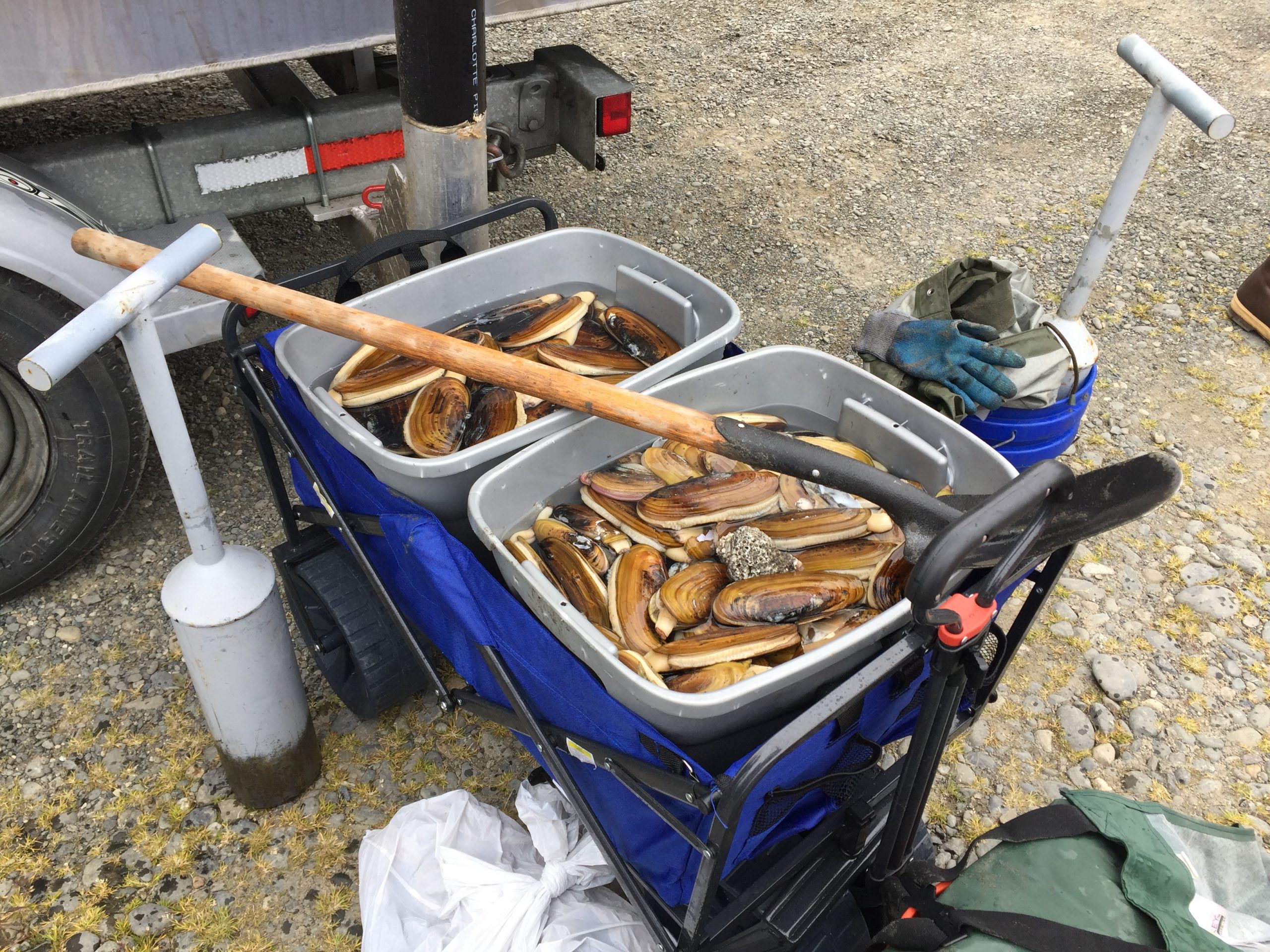 Tubs fool of clams next to clamming equipment