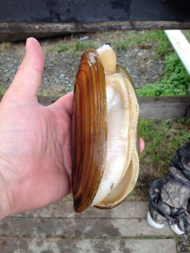 Hand holding a razor clam