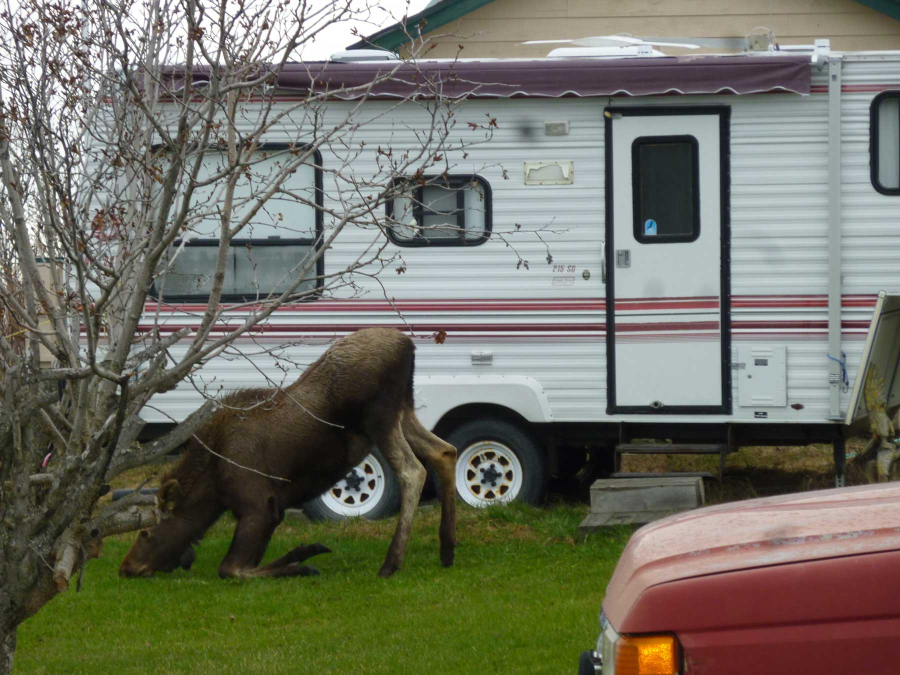 Moose kneeling down in front of an RV