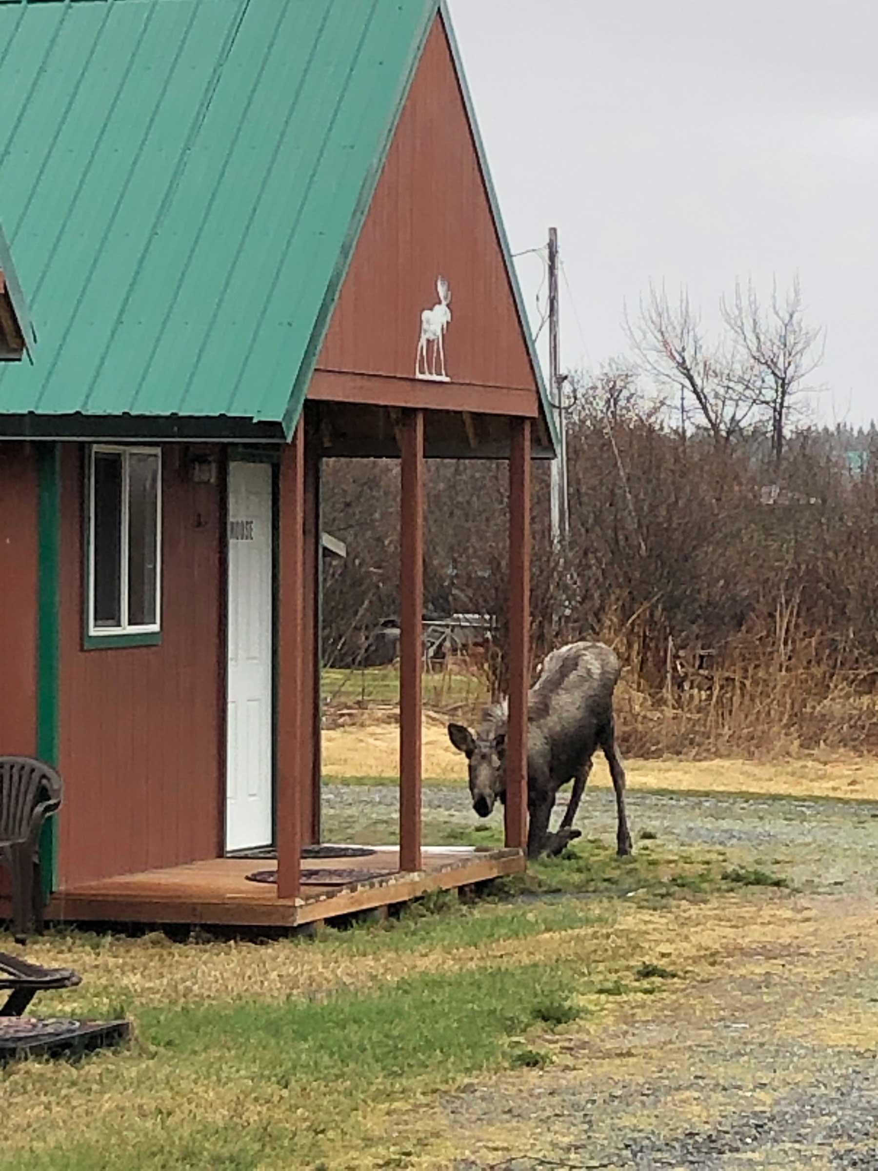 Moose kneeling down in front of one of our cabins