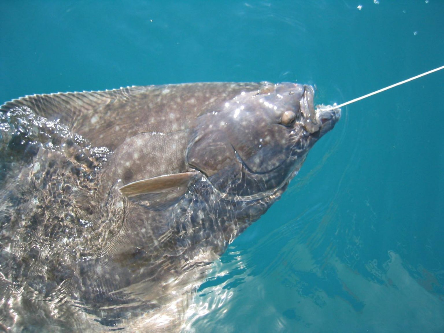 J&J Smart Charters and Deep Creek View Campground in Ninilchik, Alaska